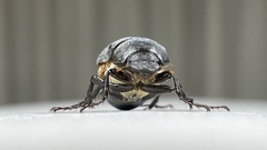 Holotrichia parallela