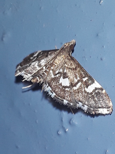 Diathrausta picata