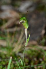 Pterostylis × toveyana