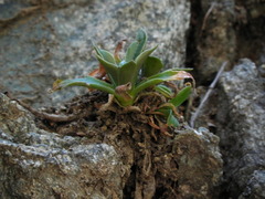 Dudleya cymosa crebrifolia