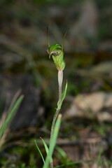 Pterostylis × toveyana