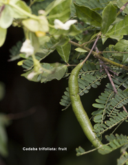 Cadaba trifoliata