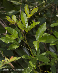 Cadaba trifoliata