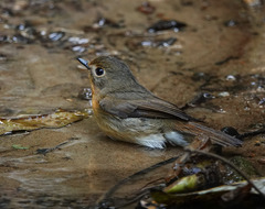 Cyornis whitei