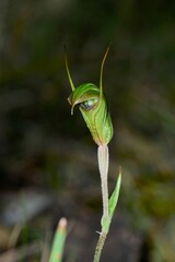Pterostylis × toveyana