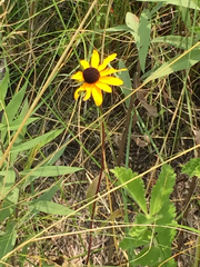 Rudbeckia hirta pulcherrima
