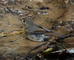 Cyornis whitei