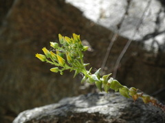 Dudleya cymosa crebrifolia