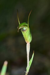 Pterostylis × toveyana