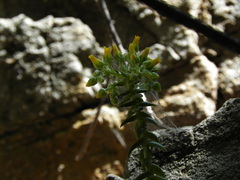 Dudleya cymosa crebrifolia