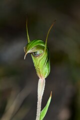 Pterostylis × toveyana