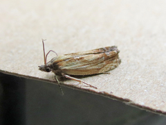Eucosma umbrastriana