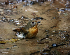 Cyornis whitei