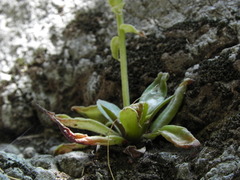 Dudleya cymosa crebrifolia