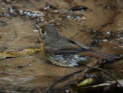 Cyornis whitei