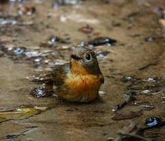 Cyornis whitei