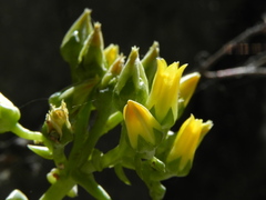 Dudleya cymosa crebrifolia