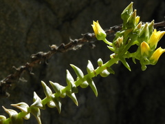 Dudleya cymosa crebrifolia