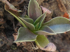 Dudleya cymosa crebrifolia