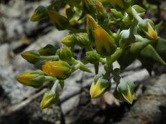 Dudleya cymosa crebrifolia