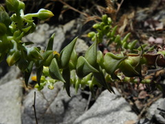 Dudleya cymosa crebrifolia