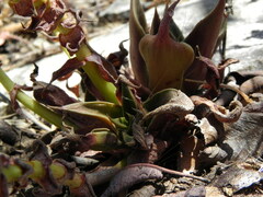 Dudleya cymosa crebrifolia
