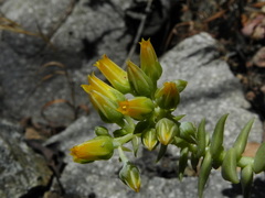 Dudleya cymosa crebrifolia
