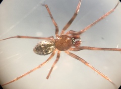 Lepthyphantes leprosus