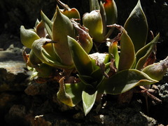 Dudleya cymosa crebrifolia