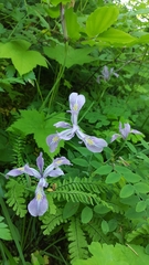 Iris tenax