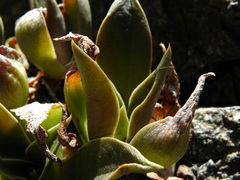 Dudleya cymosa crebrifolia