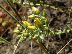 Dudleya cymosa crebrifolia