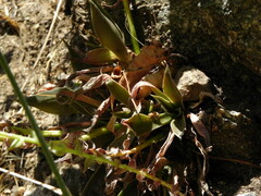 Dudleya cymosa crebrifolia
