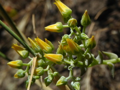 Dudleya cymosa crebrifolia