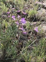 Penstemon gairdneri
