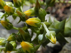 Dudleya cymosa crebrifolia