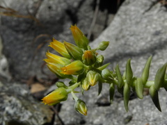 Dudleya cymosa crebrifolia