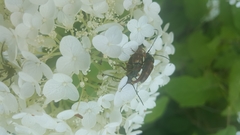 Typocerus