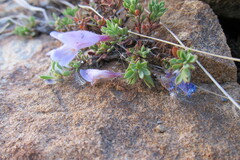 Penstemon caespitosus