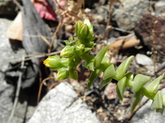 Dudleya cymosa crebrifolia