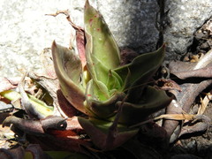 Dudleya cymosa crebrifolia