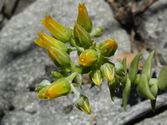 Dudleya cymosa crebrifolia
