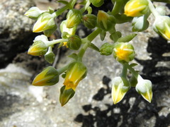 Dudleya cymosa crebrifolia