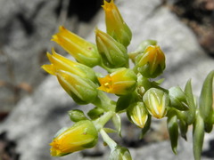 Dudleya cymosa crebrifolia