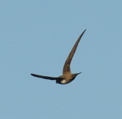 Apus melba