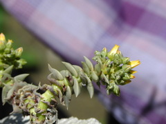 Dudleya cymosa crebrifolia