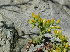 Dudleya cymosa crebrifolia