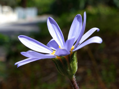 Felicia amelloides