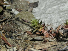 Dudleya cymosa crebrifolia
