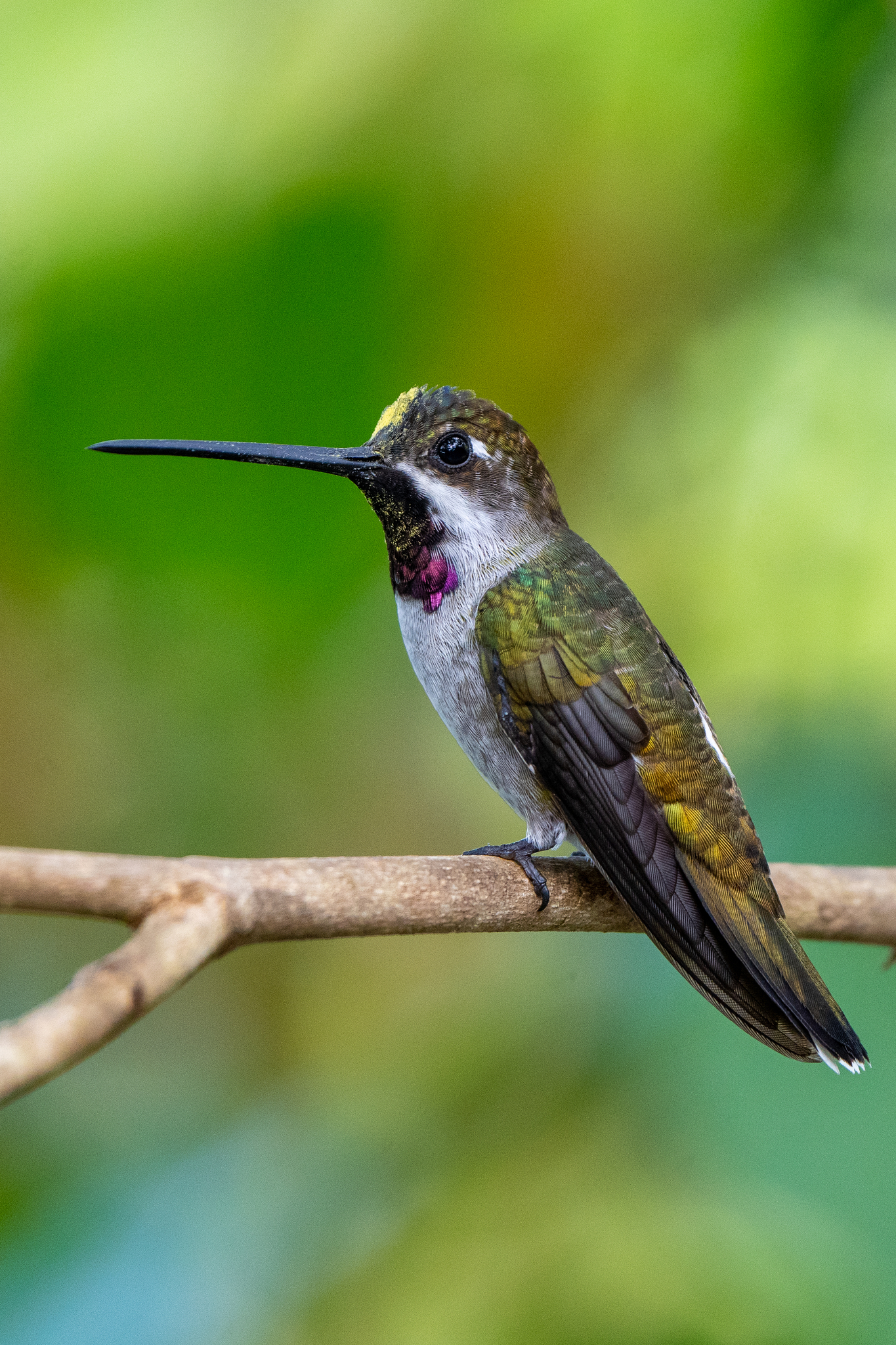 Long-billed Starthroat (Heliomaster longirostris)